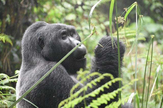 Unexpected Wildlife Encounter: Meeting Gorillas in Rwanda