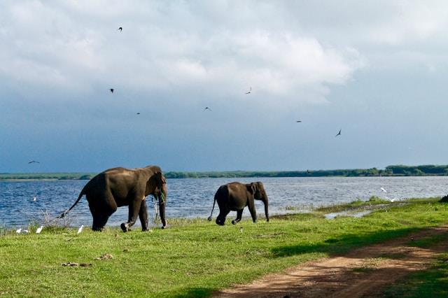 A Day with the Elephants: Volunteering in Sri Lanka