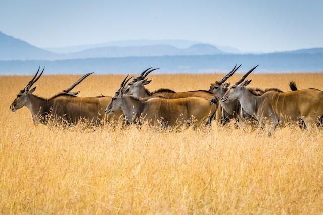 A Photographic Safari: Capturing Wildlife in South Africa
